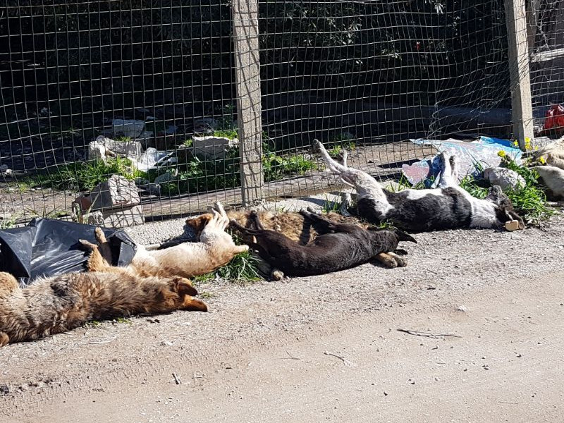 Penisola/ Contro la strage dei cani in Sicilia, domenica prossima fiaccolata da Meta a Sorrento