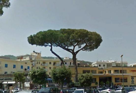 Piano di Sorrento – Sant’Agnello/ “Per forza vogliono abbattere il pino di Piazza Mercato e poi lasciano in piedi alberi pericolosi”: la denuncia di Claudio d’Esposito