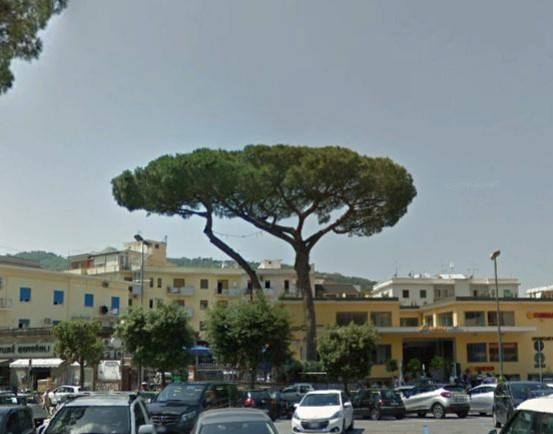 Piano di Sorrento – Sant’Agnello/ “Per forza vogliono abbattere il pino di Piazza Mercato e poi lasciano in piedi alberi pericolosi”: la denuncia di Claudio d’Esposito