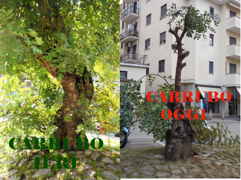 Piano di Sorrento/ Dopo la condanna a morte del carrubo di Piazza Mercato, pronta un’altra strage di alberi