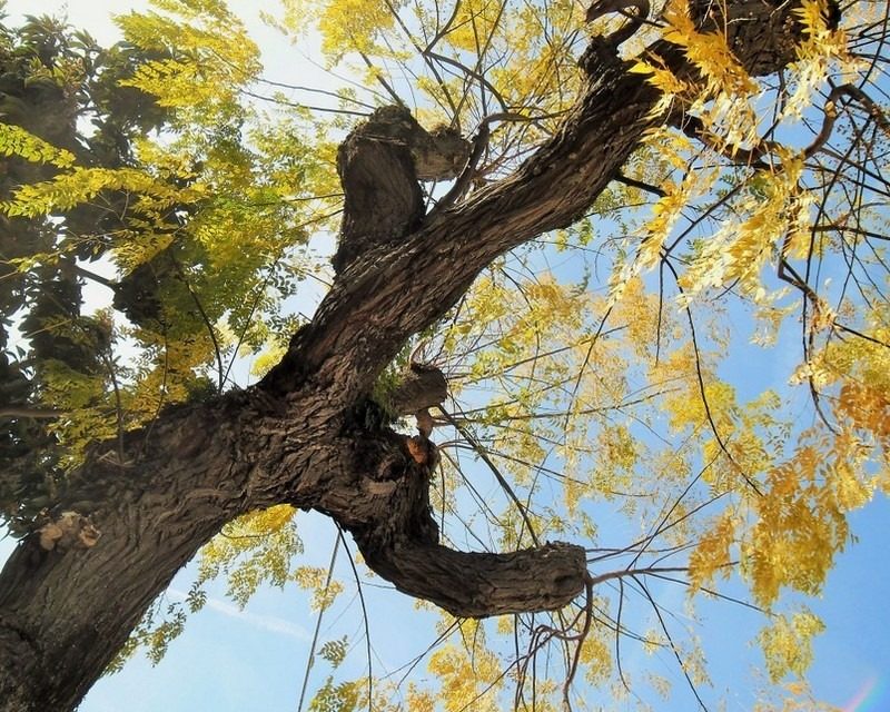 Meta/ “L’abbattimento dell’albero una scelta politica, avrebbe vissuto per altri decenni ancora”: il comunicato stampa del WWF