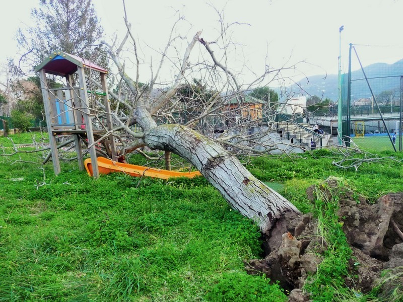Piano di Sorrento/ Crolla un grosso albero nel parco giochi – “E’ assurdo abbattono quelli buoni e lasciano quelli secchi”: l’intervento di Claudio d’Esposito (WWF)