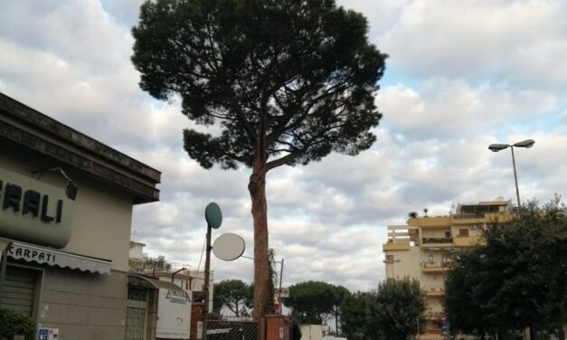 Sant’Agnello/ Blitz notturno: abbattuto il pino della “discordia” di Piazza Mercato