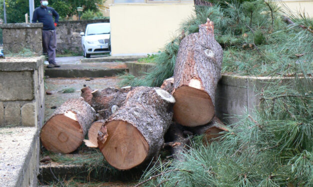 Piano di Sorrento/ “Prima abbattono gli alberi e poi si chiedono il perché”: l’intervento di Claudio d’Esposito