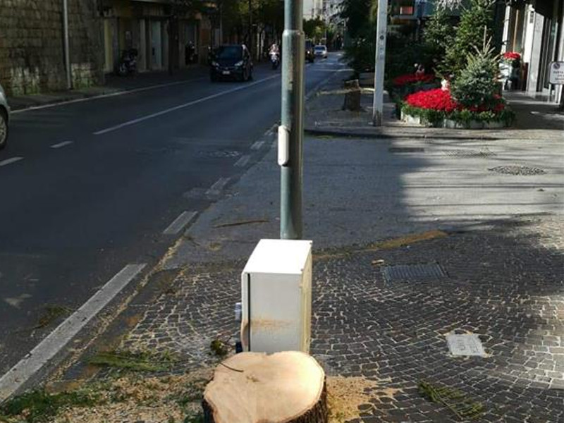 Sorrento/ “Fermiamo le motoseghe”: l’appello di Claudio d’Esposito dopo l’abbattimento di altri sei alberi lungo il Corso Italia