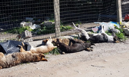 Penisola/ Contro la strage dei cani in Sicilia, domenica prossima fiaccolata da Meta a Sorrento