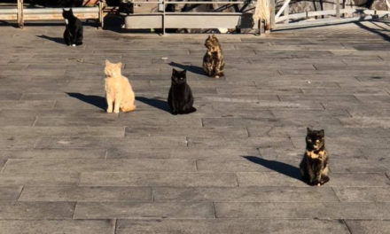 Piano di Sorrento/ Troppi gatti a Marina di Cassano, ma non ci sono soldi per combattere il randagismo: la lettera aperta dell’ENPA al Sindaco Iaccarino