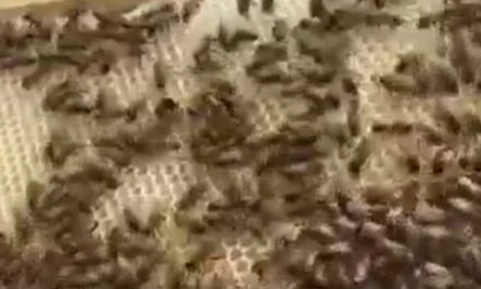 Penisola sorrentina/ “In un anno strage di api e non abbiamo miele, colpa di pesticidi ed elettrosmog”. Nell’incredibile VIDEO verità due apicoltori raccontano il dramma