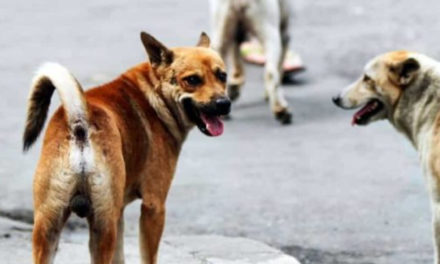 Sant’Agnello/ Aggredita da un cane randagio: il Comune costretto a risarcirla