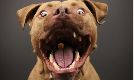 Penisola sorrentina/ Aumento vertiginoso di Pitbull, Akita e Bull Terrier Tommaso D’Angelo (Canis Sapiens) lancia l’allarme dopo le aggressioni dei giorni scorsi